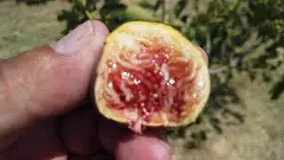 Lampeira Preta Fig
