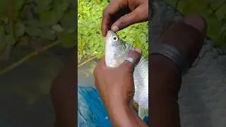 Hook Fishing 🎣🐟Catching Fish Hunting By Hook ~ Fishing in village pond #shortsvideo #fishing #hook