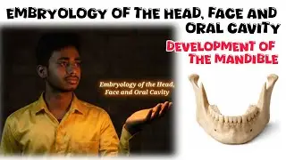 Embryology of the Head,  Face and Oral Cavity (DEVELOPMENT OF THE MANDIBLE) 
