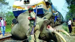 The Best Movement of Wild Animals Fight 2020 - Wild Life DC