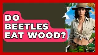 Do Beetles Eat Wood? - Reptilian Wonders