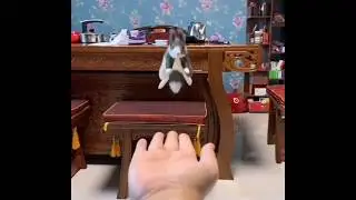 EPIC SQUIRREL JUMP / &trade;MemeYouyou Official&trade;