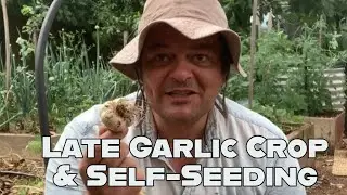 Garlic Harvest and Self seeding: have alook at how our late season garlic bed went.