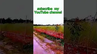 Village Life in Bangladesh: A Glimpse into Natural Living (2024)