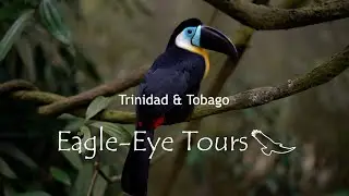 Trinidad & Tobago Birding Tour