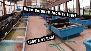 Japanese Goldfish farm tour | LARGE TVR Selection | @Ryowatanabee