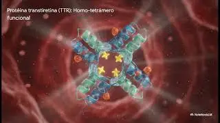Amiloidosis  transtiretina (ATTRv): Perspectiva integral parte 2.