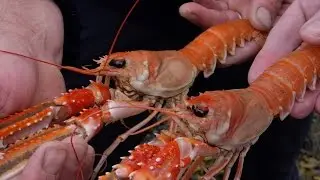 Langoustines at Balloo Inns