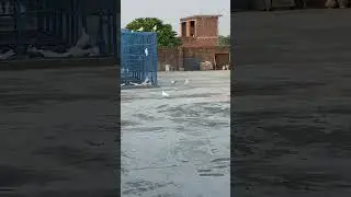 Kabutar ki condition check kare | cock pigeon boxer | 💖💖💖