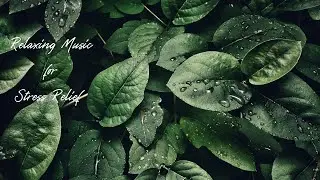 Relaxing Music, Relaxing Music for Stress Relief, Beautiful Relaxing Music, Relaxation is Guaranteed