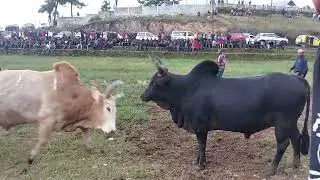 LIEH DUNGKHA SOHIONG 🆚️ RISANG DUNGKHA UMTHLI