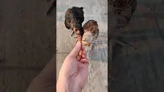 Cute & Funny Baby Chicks 🐣💛 Try Not to Laugh! #Shorts #Birds