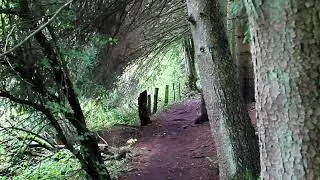 🌲 Nature Walking Tour Pilot - Robertville, The Ardennes, Belgium