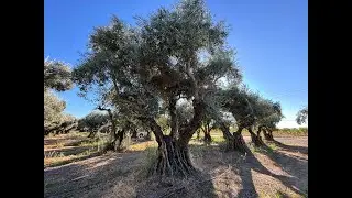 How to Select and Install Mature Olive Trees