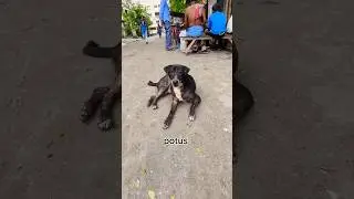 rest on road #potus #doglover #shorts #ytshorts