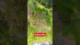 kisan song reels #kisan #song #shorts #video #reels #reals #farmer #trending