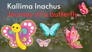 Kallima Inachus - Journey of a butterfly