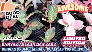 BERBAGAI MACAM AGLONEMA RARE ID. HARGA EKONOMIS DENGAN KUALITAS TOP PERFORM. Eps 1576