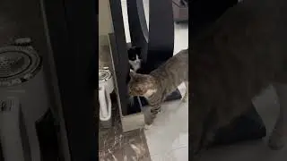 Cute cat baby and mom #cat #snuggly