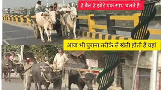 Aaj bhi purana tarike se hoti hai kheti  #agritech #trending #agriculture #agriculturetechnology