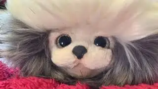 New Look Petit Qoobo Therapy Robotic Pet: Qoobo Pomsies Combination To Make New Robotic Pet :)