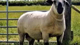 Características de la oveja Hampshire Down (JTVC)