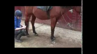 Pegasus Gait Analysis - Setting up sensors on to the horse to collect data