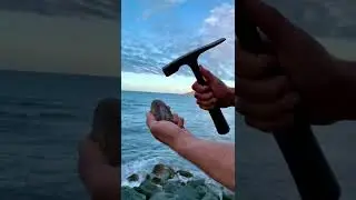 Fossil Hunter Cracks Perfect Ammonite Fossil by the Sea #Shorts