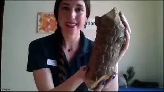STLZOOm&ndash;Animal Features