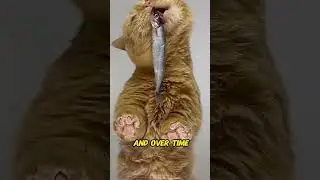 Why Cats Love Fish &mdash; The Delicious Truth Behind This Feline Obsession 🐟🐱💖