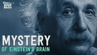 The Mystery of Albert Einstein&rsquo;s Stolen Brain