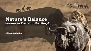 African Buffalo Herd and Couple of Lions in Lush Savanna - Calving Season