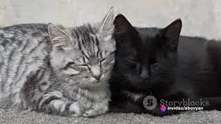 1080 Kitten Capers 2  A New Year's Frolic