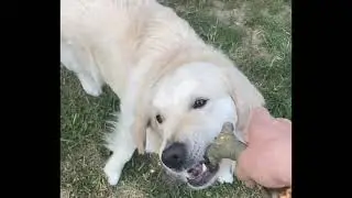 Bobby Golden Retriever #GoldenRetriever #BobbyandSandy #Bobby