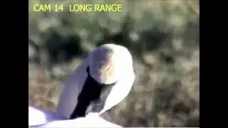 Swan Closeup