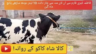      ​لاہور کی شان: 3.75 لاکھ میں فروخت شدہ، خوبصورت پرنٹڈ گائے (5 ماہ گبن، 10 لیٹر دودھ) 