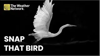 How do you capture the perfect bird photo?