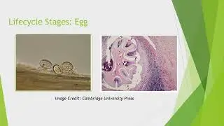 Crassicauda boopis Parasitology Student Presentation