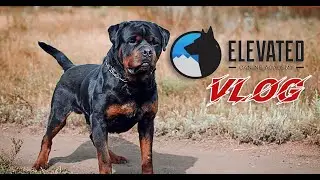 ELEVATED CANINE VLOG: A ROTTWEILER TRAINED FOR SUCCESS!!!