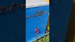 Как выглядит НАЧАЛЬНАЯ СТАДИЯ ВОРОВСТВА КАК БЫСТРО СПАСТИ СЕМЬЮ чтобы её НЕ РАЗБИЛИ ДРУГИЕ ПЧЁЛЫ☝️🐝🐝