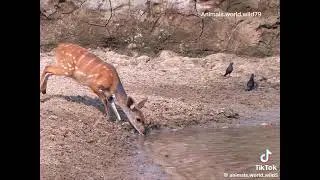 Dreri duke pir&euml; uj&euml; dhe frik&euml;sohet nga Krokodili