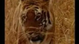 WildAid PSA - Minnie Driver : Tigers