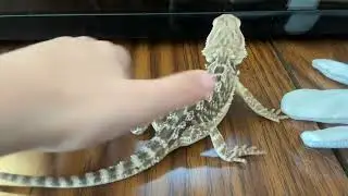My bearded dragon is dancing ￼