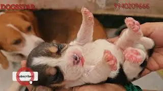 Gorgeous Tri-Color Beagle Puppies for Sale! [Chennai] | Healthy & Playful Family Pets