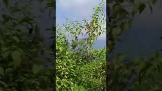 Bhotn jabar somoy video korlam bondhu raa