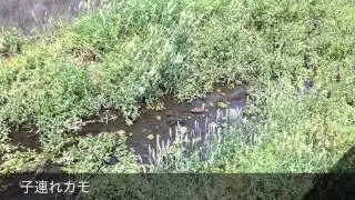 taiyofj's video