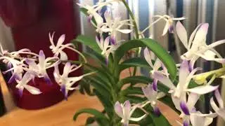 Neostylis Lou Sneary 'Bluebird'