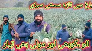 All Vegitable ready in Garden ||  Walk time Visit Garden visist #unfrezzmyaccount #uk #kashmir