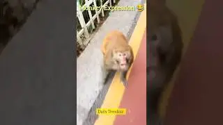 Monkey Expression 😂 #animals #shorts #monkey