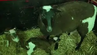 Tip Top and Meow lamb 4 14 25 and it's a wrap for 2025